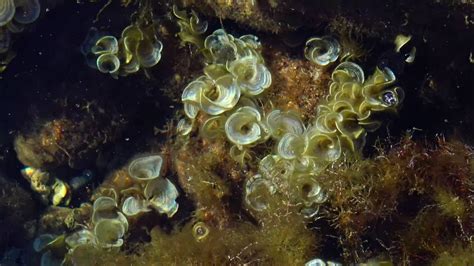 водоросли индикаторы биотестирования моря